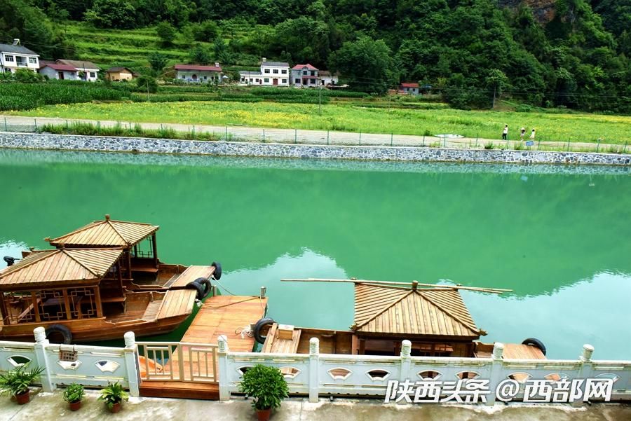 陕南小镇向日葵花开成海 吸引游客前往