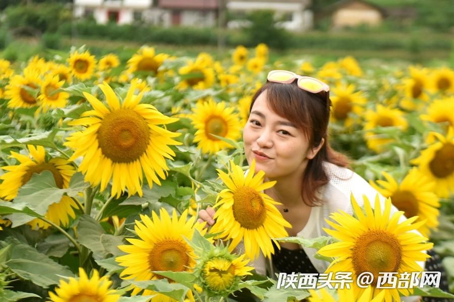 陕南小镇向日葵花开成海 吸引游客前往