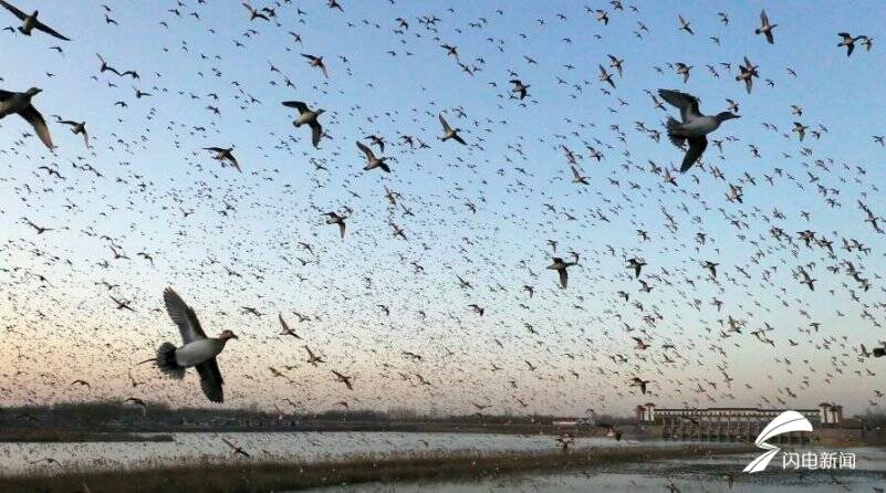 难得一见！5000余只世界濒危鸟类飞越东平湖形成巨大“鸟浪”