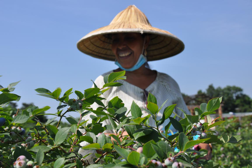 【推英文网】【B】重庆巴南：外国友人在二圣体验采茶、制茶、摘蓝莓