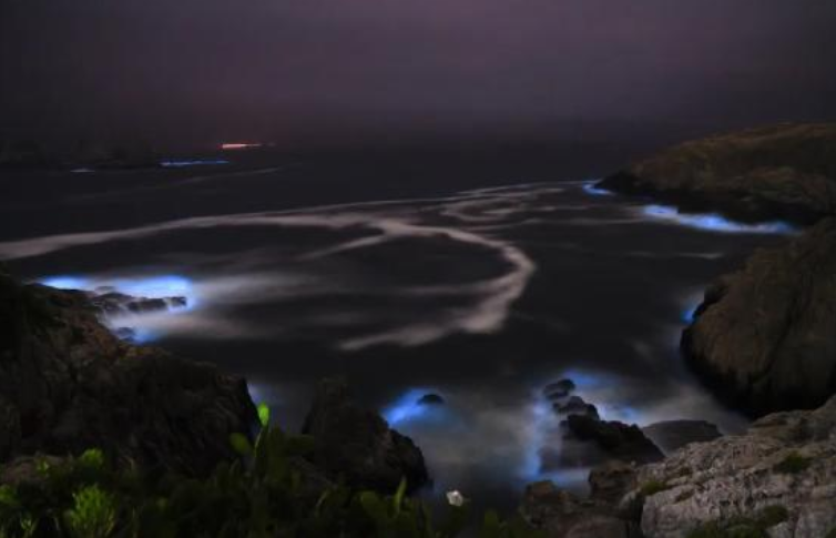 惊艳！“蓝眼泪”又现宁波象山渔山岛