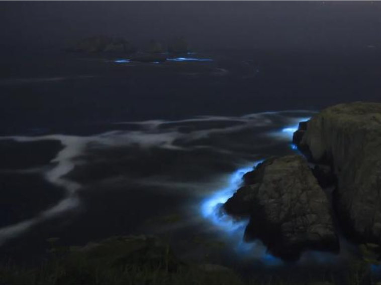 惊艳！“蓝眼泪”又现宁波象山渔山岛