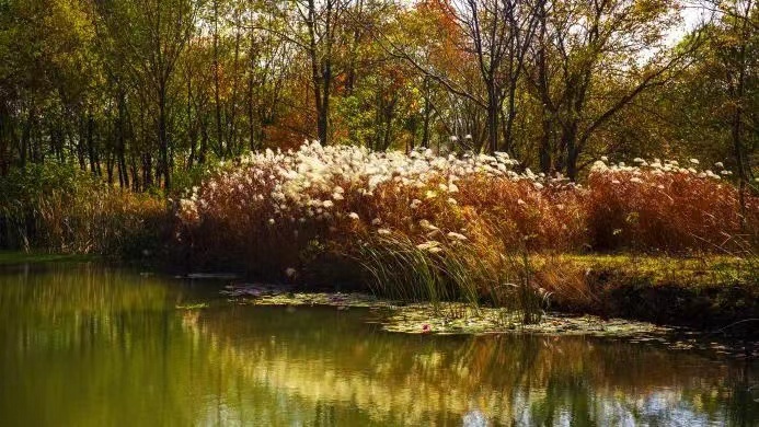 扬州凤凰岛国家湿地公园：生态绿肺里谱写冬日恋歌