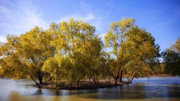 扬州凤凰岛国家湿地公园：生态绿肺里谱写冬日恋歌