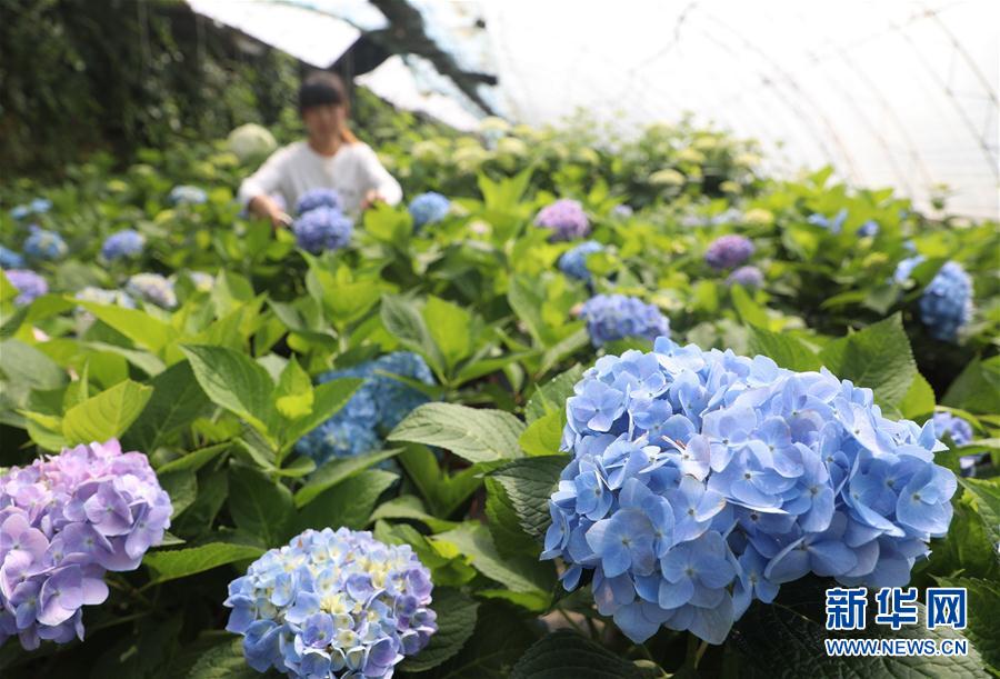 河北唐山：“鮮花經濟”促增收