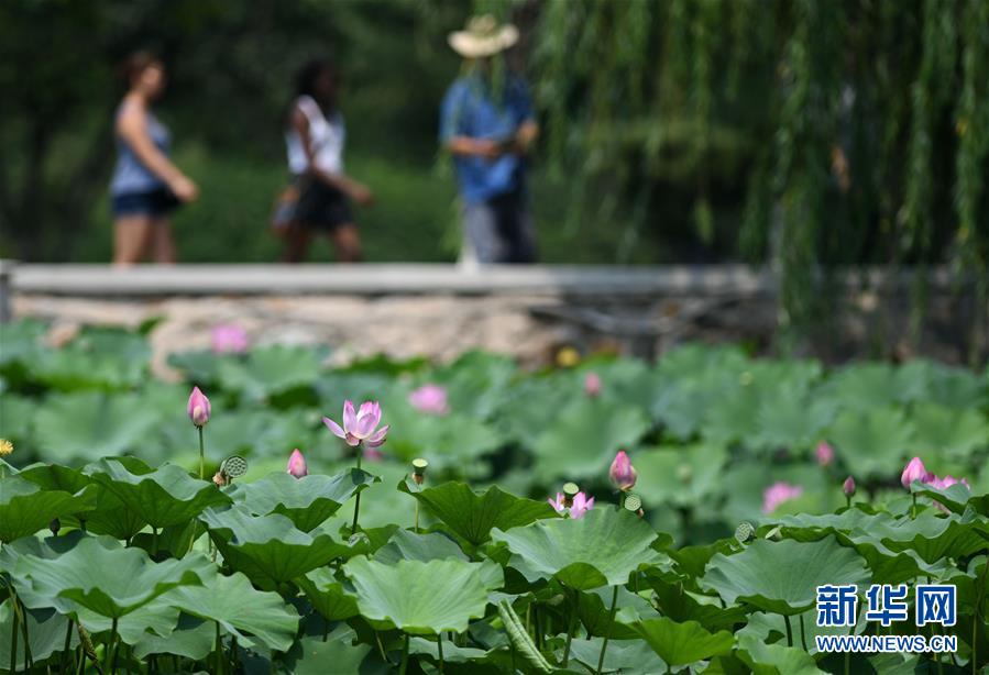 天津：南开大学马蹄湖赏荷