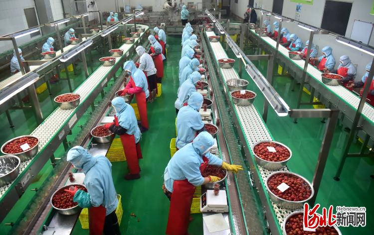 河北晉州：果品深加工助力林果産業提檔升級