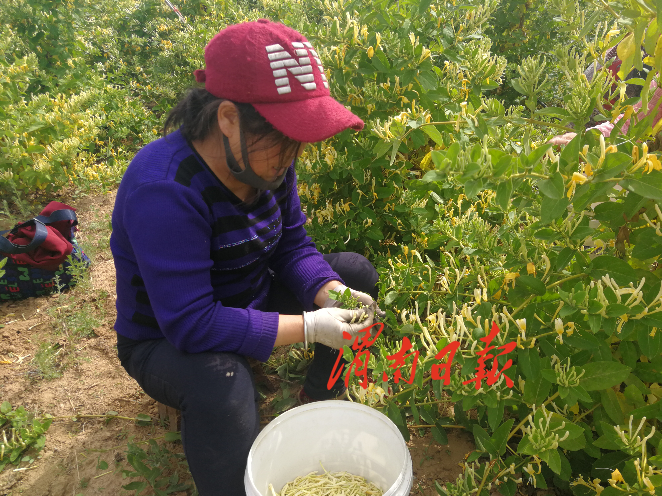 渭南：金銀花田摘花忙