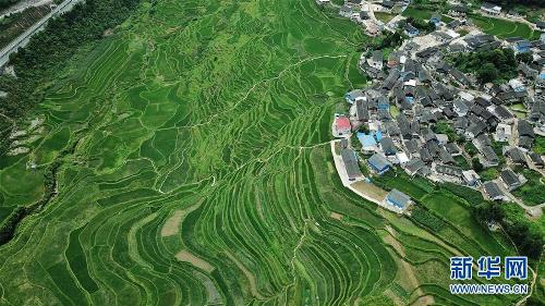 Hagdan-hagdang palayan ng Gaoyao sa Guizhou, maganda sa tag-init