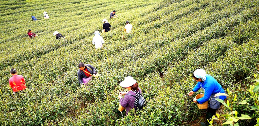 貴州紫雲：荒山變茶山  增綠又富民（組圖）_fororder_90