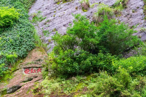 树叶值万元，绝壁建村子！探秘未知的武夷山怪象