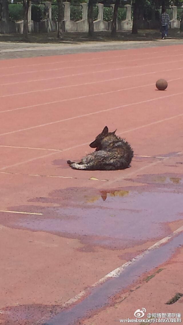 网曝大学驱赶流浪狗开车碾4次