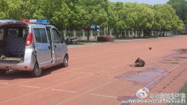 网曝大学驱赶流浪狗开车碾4次