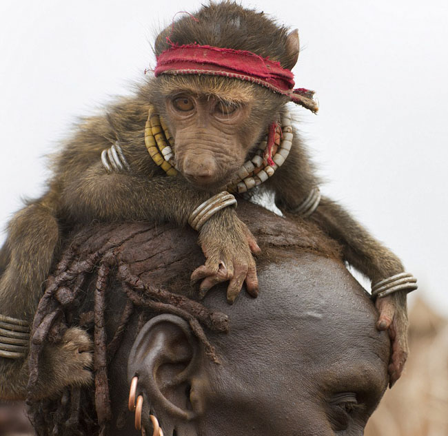 狒狒长得很快,长大后十分危险,所以不能饲养在村中."(网页截图)