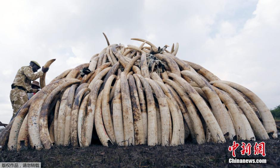 肯尼亚动物保护部门将销毁105吨象牙