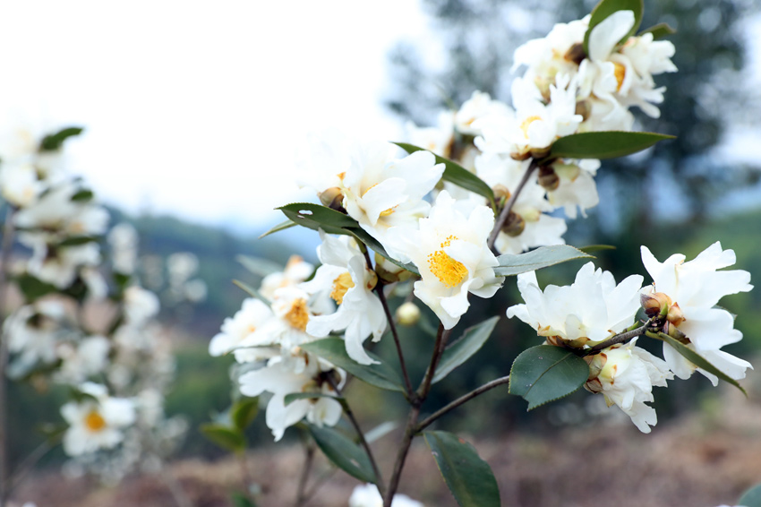 柳州市柳江区：千亩茶花开正艳 满山芬芳说丰收