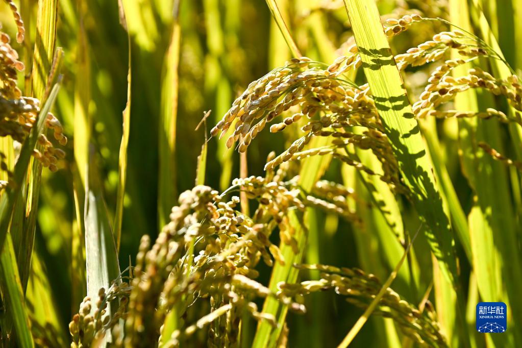 吉林省糧食産量突破800億斤