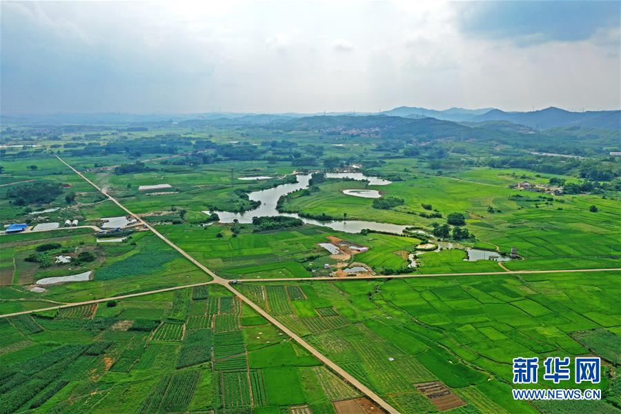 南宁：夏日田园姿容俏