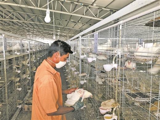 以鸽为媒 抱团“下蛋” ——合浦县打造肉鸽扶贫产业观察