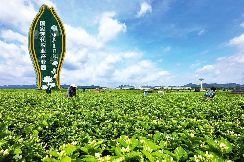 大丰茉莉小镇图片