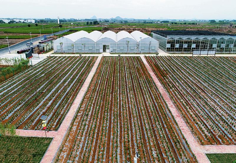 茉莉花都香飘世界 ——横县好一朵茉莉花绘出新发展崭新画卷