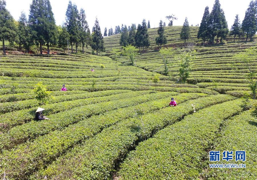 福建省今年前4個月出口茶葉7726噸 同比增長8.7%