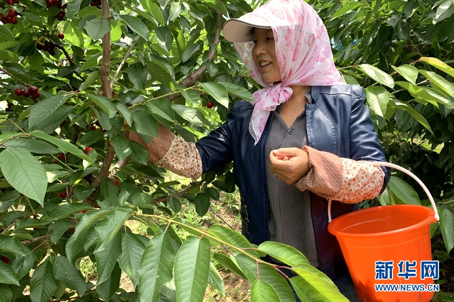 樱桃致富不是梦 青海乐都山村里种出“致富果”