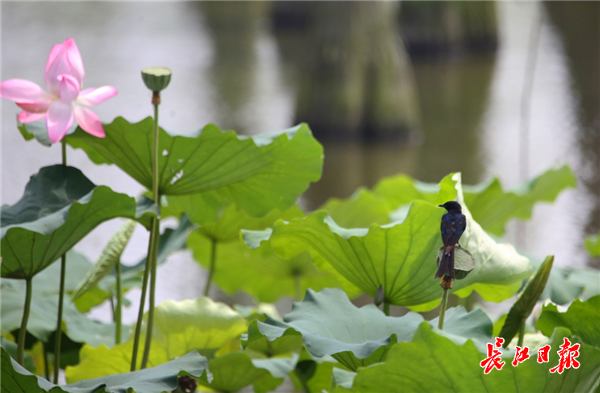 10万只鹭鸟涨渡湖湿地度夏