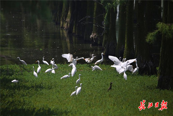 10万只鹭鸟涨渡湖湿地度夏