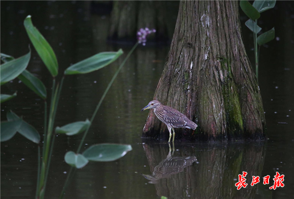 10万只鹭鸟涨渡湖湿地度夏