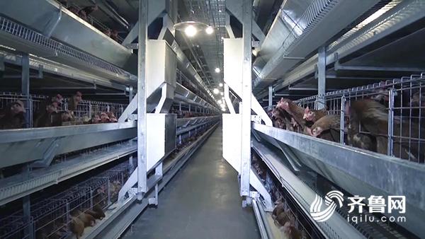 【科技-文字列表】【走遍山东-德州】(页面标题)德州“VIP产蛋房”每年提供鲜蛋6.5亿枚(内容页标题)德州“VIP产蛋房”每年提供优质鲜蛋6.5亿枚 【科技-文字列表】【走遍山东-德州】(页面标题)德州“VIP产蛋房”每年提供鲜蛋6.5亿枚(内容页标题)德州“VIP产蛋房”每年提供优质鲜蛋6.5亿枚