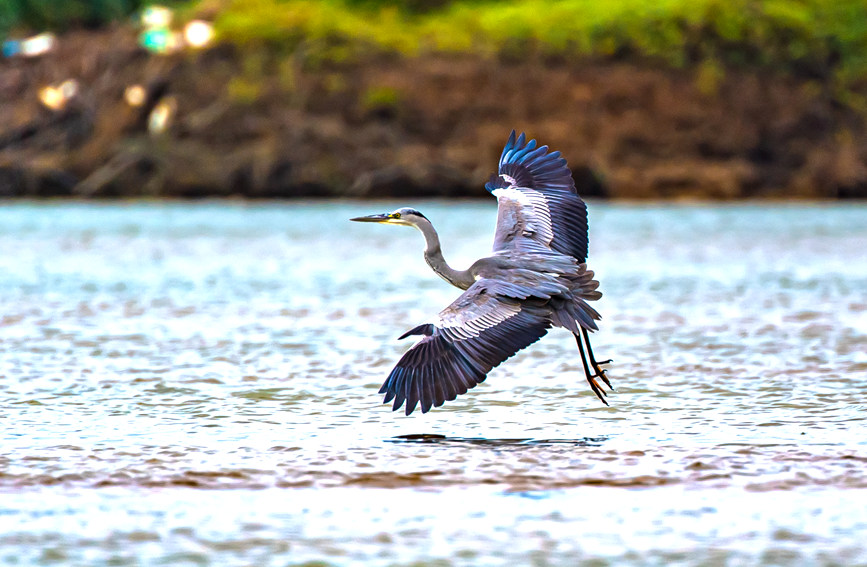 廣西合浦：生態環境改善 引來候鳥過冬