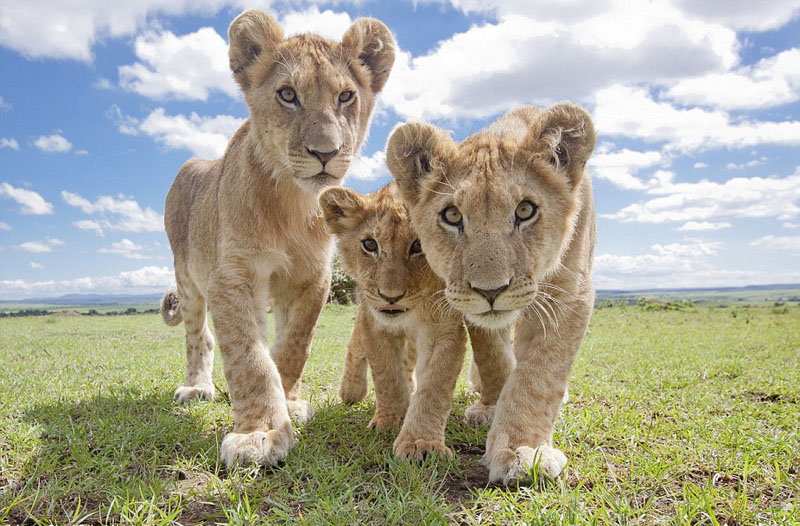 东非公园狮群对镜头玩自拍 集体卖萌