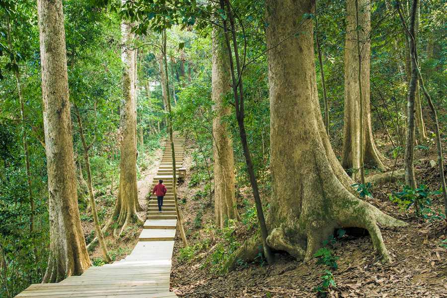 首批“福建最美古树群”名单出炉 最大树龄已有700多年