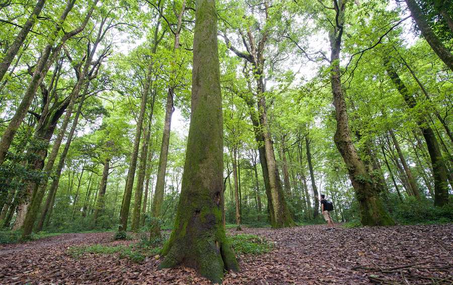 首批“福建最美古树群”名单出炉 最大树龄已有700多年