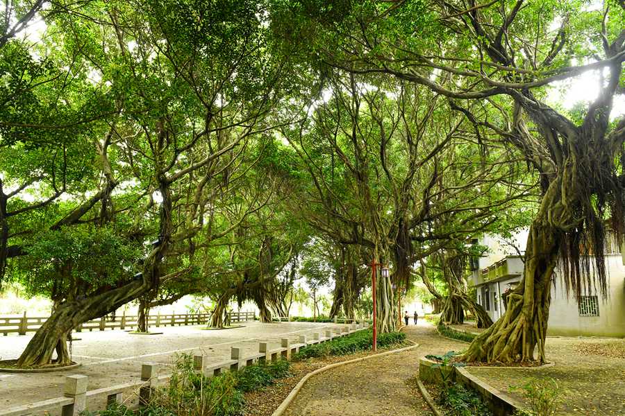 首批“福建最美古树群”名单出炉 最大树龄已有700多年