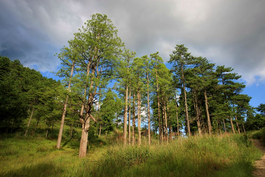 首批“福建最美古树群”名单出炉 最大树龄已有700多年