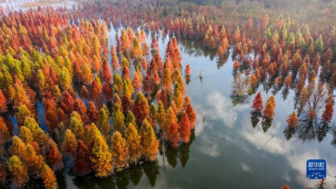 Hutan Metasequoia Persis Lukisan_fororder_shuishan2