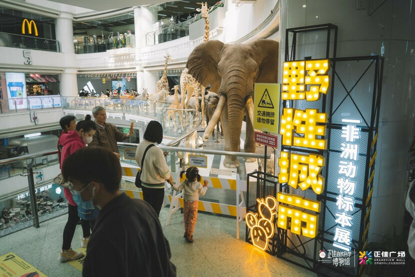 正佳广场“野性城市——非洲动物标本展”亮相_fororder_1