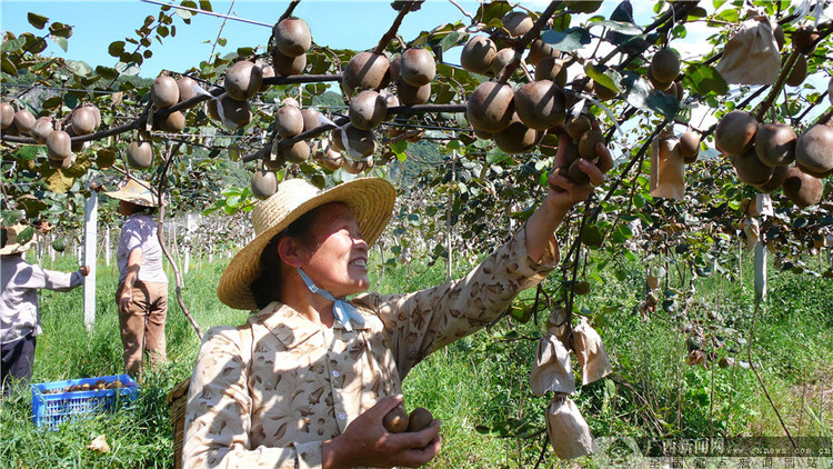 創新“園中園”模式 獼猴桃種出甜蜜産業