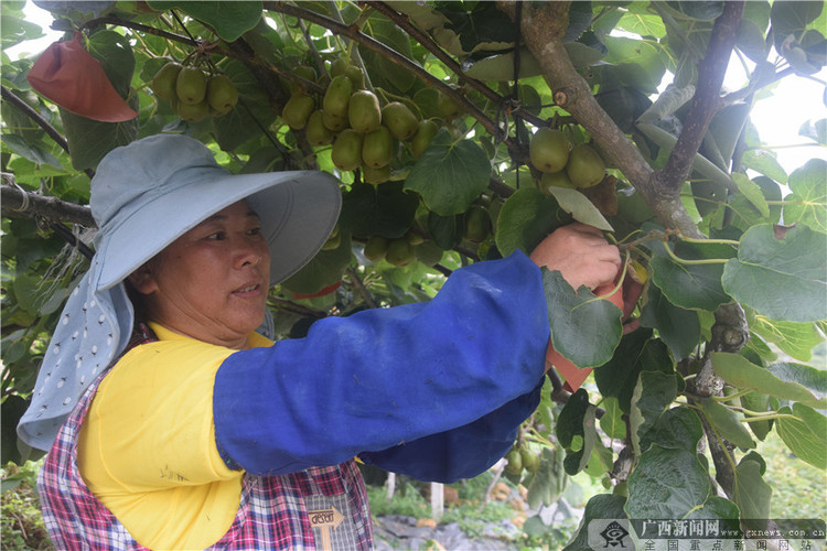 創新“園中園”模式 獼猴桃種出甜蜜産業