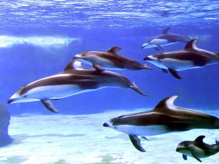 图片默认标题_fororder_1-2