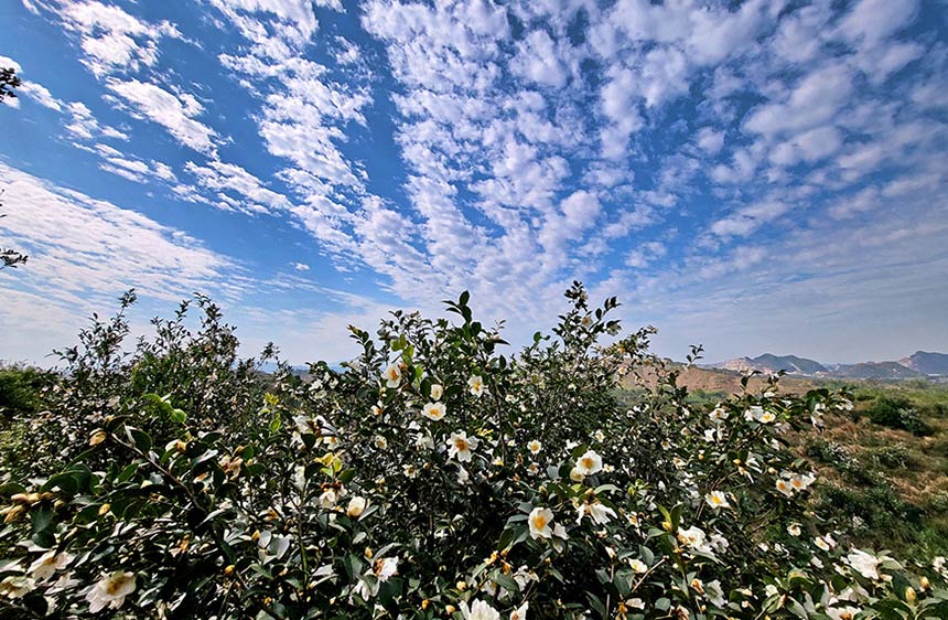 廣西橫州市：油茶花開潔如玉