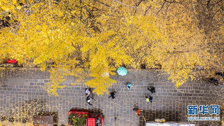 雨中村落 银杏染冬