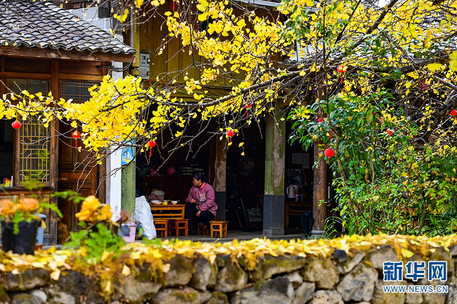 雨中村落 银杏染冬