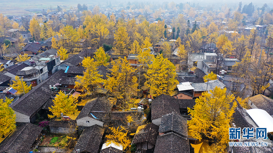 雨中村落 银杏染冬