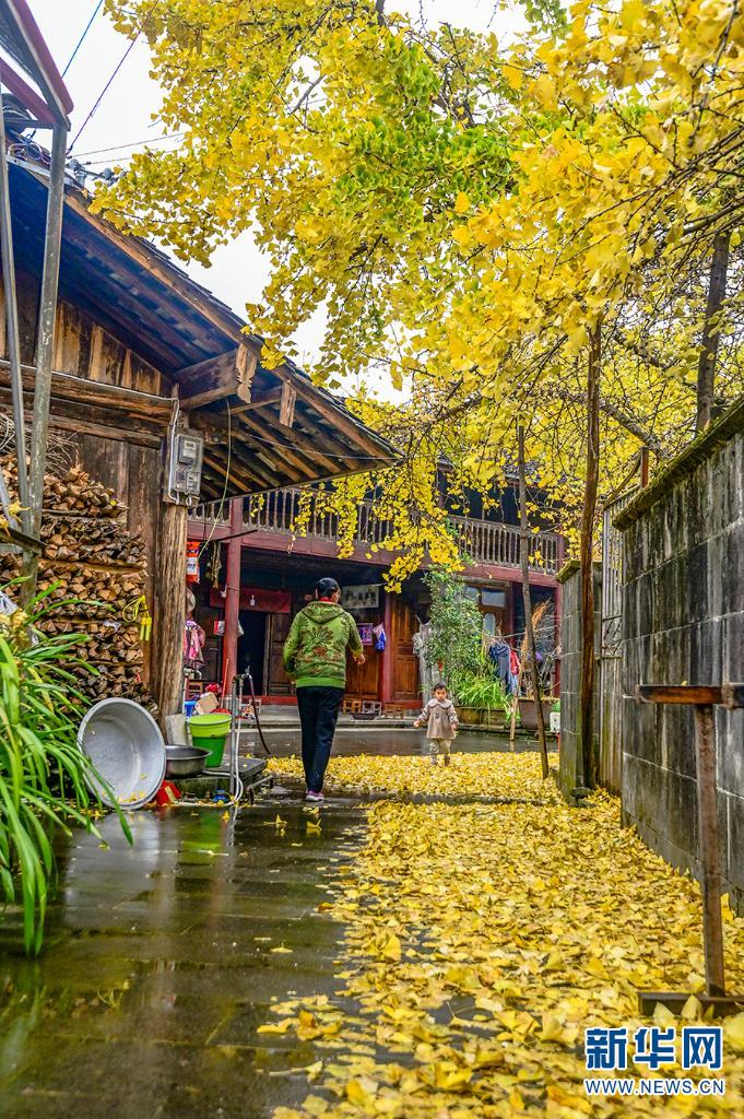 雨中村落 银杏染冬