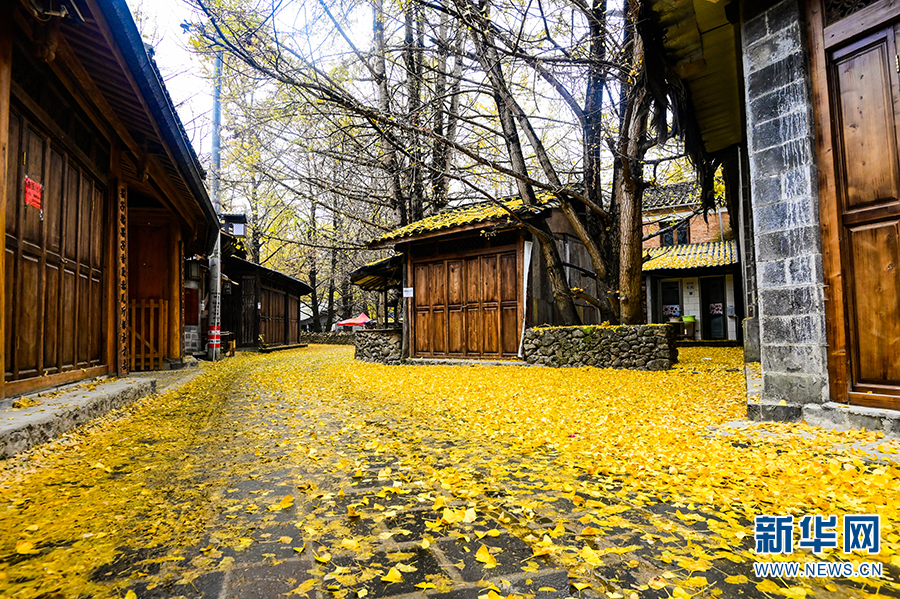 雨中村落 银杏染冬