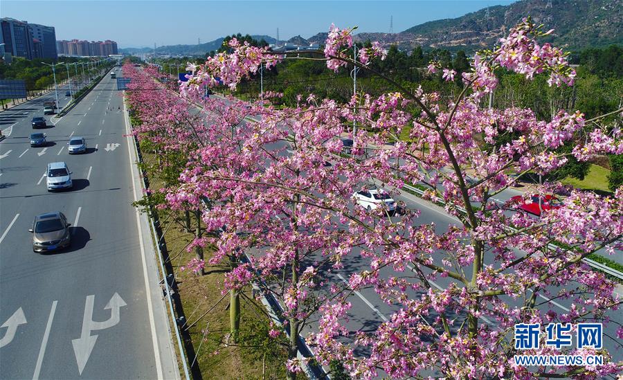 泉州：樱花木棉迎来盛花期