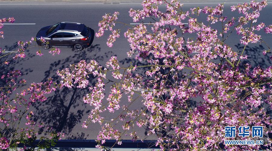 泉州：樱花木棉迎来盛花期